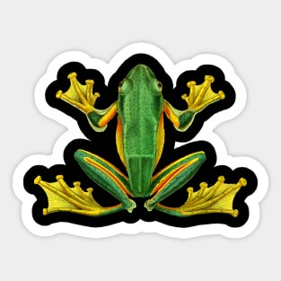 Dramabite Tree Frog Green Realistic Animal Wildlife Artistic Graphic Sticker